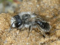 Andrena vaga S01 #06191 : Andrena vaga, Grijze zandbij, male