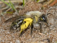 Grijze zandbij S02 #06209 : Andrena vaga, Grijze zandbij, male