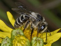 Andrena denticulata 01 #03514 : Andrena denticulata, Kruiskruidzandbij, female