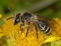 Andrena denticulata #08152 : Andrena denticulata, Kruiskruidzandbij, female