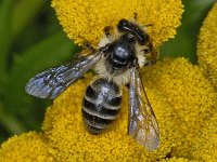 Andrena denticulata #03562 : Kruiskruidzandbij, Andrena denticulata