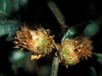 Andricus fecundator 2, Ananasgalwesp, Saxifraga-Frits Bink