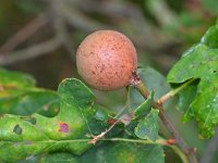 Andricus kollari 5, Knikkergalwesp, Saxifraga-Tom Heijnen