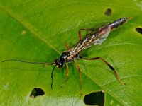 Anomaloninae sp 1, Saxifraga-Ab H Baas