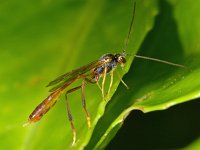 Anomaloninae sp 2, Saxifraga-Ab H Baas