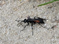 Anoplius infuscatus, Gewone borstelspinnendoder, Saxifraga-Tom Heijnen