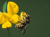 Anthidium manicatum 1, Grote wolbij, female, Saxifraga-Frits Bink