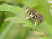 Anthidium manicatum 10, Grote wolbij, Saxifraga-Tom Heijnen