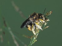 Anthidium manicatum 2, Grote wolbij, male, Saxifraga-Frits Bink