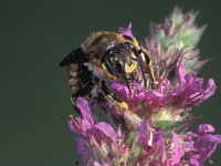 Anthidium manicatum 3, Grote wolbij, male, Saxifraga-Frits Bink