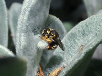 Anthidium manicatum 5, Grote wolbij, female, Saxifraga-Pieter van Breugel