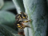 Anthidium manicatum 6, Grote wolbij, female, Saxifraga-Pieter van Breugel