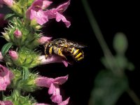 Anthidium manicatum 7, Grote wolbij, female, sleeping, Saxifraga-Pieter van Breugel