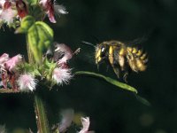 Anthidium manicatum 8, Grote wolbij, Saxifraga-Pieter van Breugel