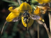 Anthidium strigatum 1, Kleine harsbij, male, Saxifraga-Pieter van Breugel