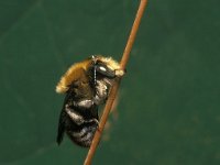 Anthophora bimaculata, Two-spotted Saropoda