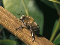 Anthophora plumipes 10, Gewone sachembij, male, Saxifraga-Pieter van Breugel