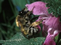 Anthophora plumipes 11, Gewone sachembij, female, Saxifraga-Pieter van Breugel