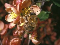 Anthophora plumipes 12, Gewone sachembij, female, Saxifraga-Pieter van Breugel