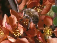 Anthophora plumipes 13, Gewone sachembij, male, Saxifraga-Pieter van Breugel