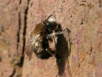 Anthophora plumipes 14, Gewone sachembij, Saxifraga-Jaap Schelvis