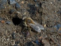 Anthophora plumipes 2, Gewone sachembij, Saxifraga-Willem van Kruijsbergen