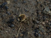 Anthophora plumipes 3, Gewone sachembij, Saxifraga-Willem van Kruijsbergen