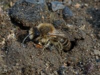 Anthophora plumipes 4, Gewone sachembij, Saxifraga-Willem van Kruijsbergen