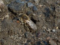 Anthophora plumipes 5, Gewone sachembij, Saxifraga-Willem van Kruijsbergen