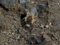 Anthophora plumipes 6, Gewone sachembij, Saxifraga-Willem van Kruijsbergen