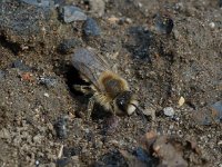 Anthophora plumipes 7, Gewone sachembij, Saxifraga-Willem van Kruijsbergen