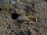 Anthophora plumipes 8, Gewone sachembij, Saxifraga-Willem van Kruijsbergen