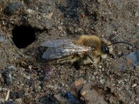 Anthophora plumipes 9, Gewone sachembij, Saxifraga-Willem van Kruijsbergen