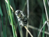 Anthophora quadrimaculata 2, Kattenkruidbij, male, Saxifraga-Pieter van Breugel