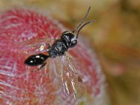 Aphelopus melaleucus #14158 : Aphelopus melaleucus, female