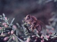 Apis mellifera 1, Honingbij, Saxifraga-Pieter van Breugel