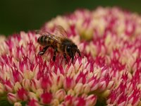 Apis mellifera 10, Honingbij, Saxifraga-Rudmer Zwerver