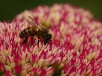 Apis mellifera 11, Honingbij, Saxifraga-Rudmer Zwerver