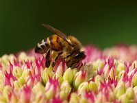 Apis mellifera 13, Honingbij, Saxifraga-Rudmer Zwerver