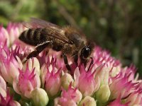 Apis mellifera 14, Honingbij, Saxifraga-Frank Dorsman  Apis mellifera, HoningbijBredevoort 030911