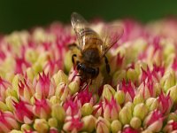 Apis mellifera 15, Honingbij, Saxifraga-Rudmer Zwerver