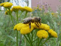 Apis mellifera 16, Honingbij, Saxifraga-Mark Zekhuis