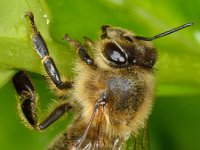 Apis mellifera 17, Honingbij, Saxifraga-Ab H Baas