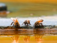 Apis mellifera 18, Honingbij, Saxifraga-Bart Vastenhouw