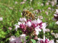 Apis mellifera 19, Honingbij, Saxifraga-Mark Zekhuis