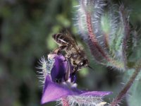 Apis mellifera 2, Honingbij, Saxifraga-Pieter van Breugel