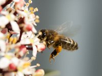 Honingbij op Skimmia  Honey bee (Apis mellifera) feeding on  Skimmia japonica : flower, flowers, skimmia, japonica, plant, vascular, honeybee, Apis mellifera, fly, honey, feeding, food, dependence, interdependence,  insect, fauna