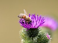 Apis mellifera 23, Honingbij, Saxifraga-Bart Vastenhouw