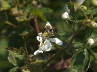 Apis mellifera 27, Honingbij, Saxifraga-Jan van der Straaten