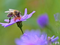 Apis mellifera 29, Honingbij, Saxifraga-Tom Heijnen